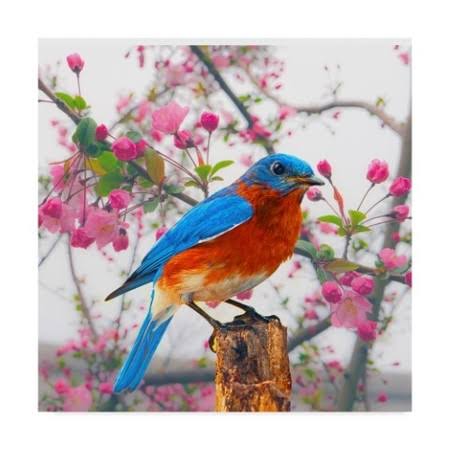 Spring Bird Can W647219