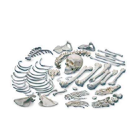 Disarticulated Human Skeleton S97051