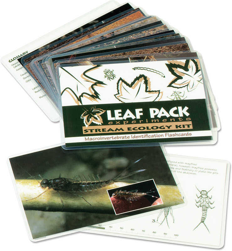 Aquatic Macroinvertebrates Insect Identification Flashcards E53757