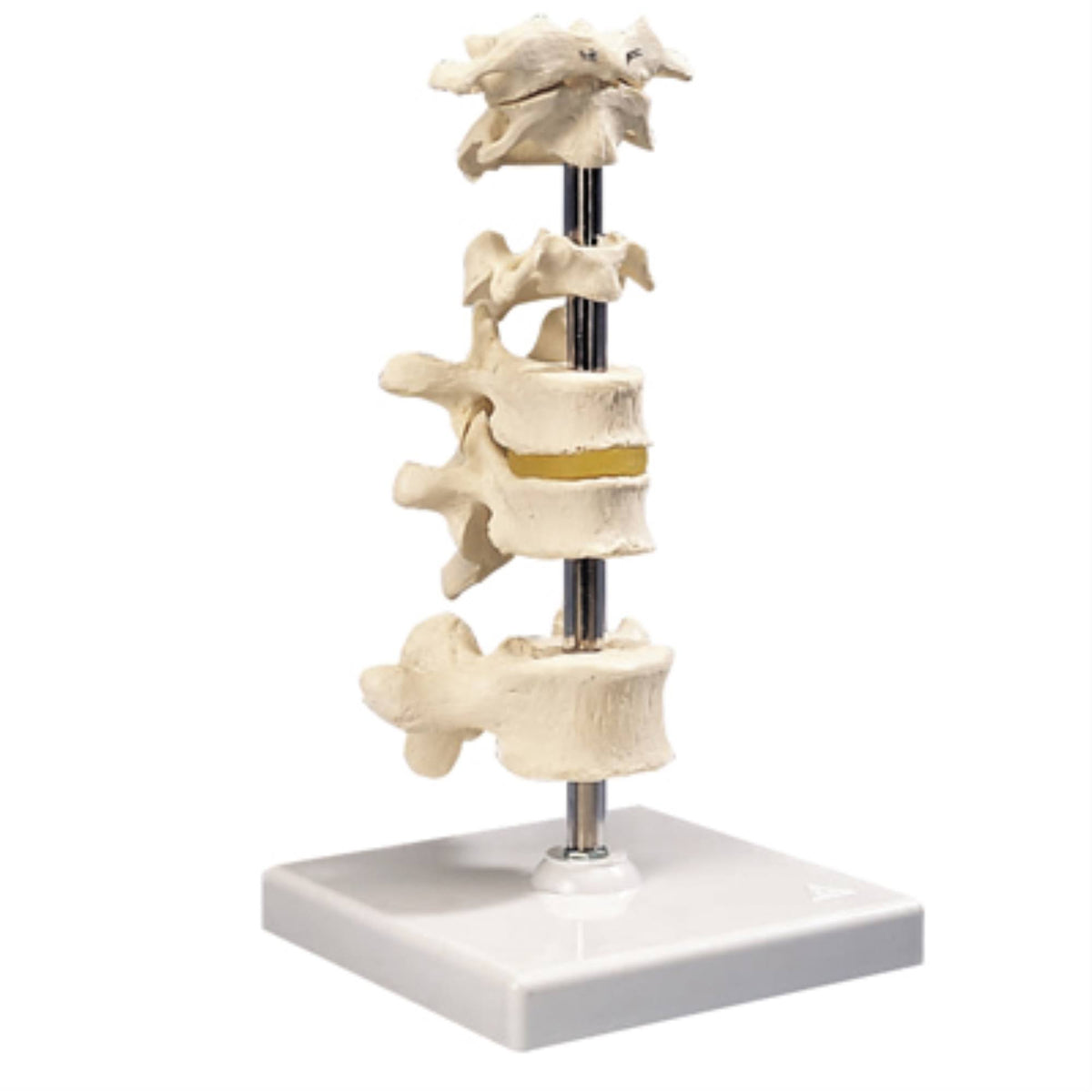 6 Mounted Vertebrae with Removable Stand N5528