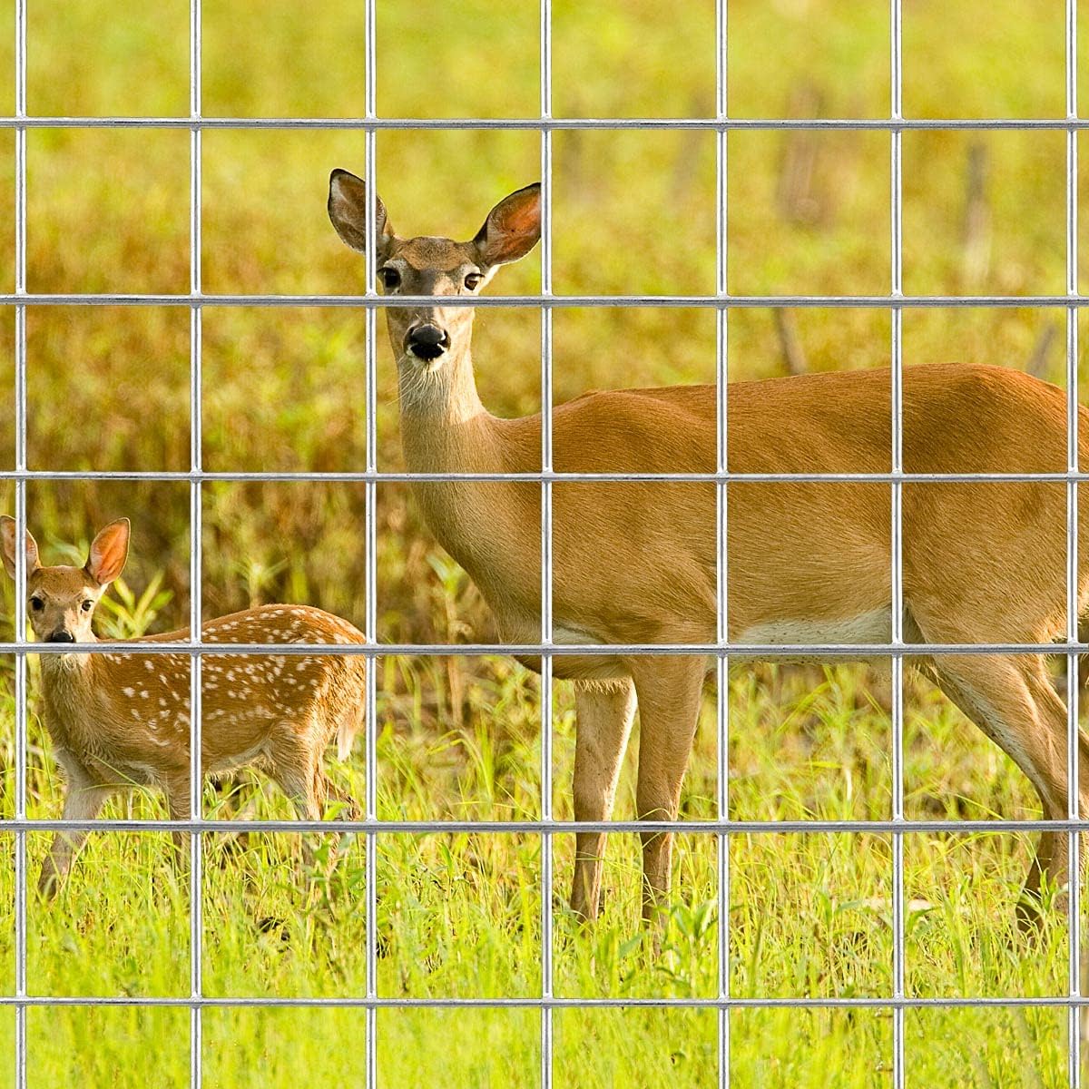 Galvanized Welded Wire Mesh Fence 24 Inch x 50 Foot 1 Inch x 1 Inch 16GA A690655